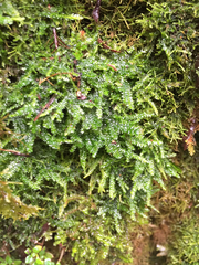 Plagiothecium denticulatum
