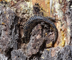 Abronia oaxacae