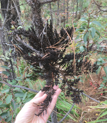 Arceuthobium vaginatum