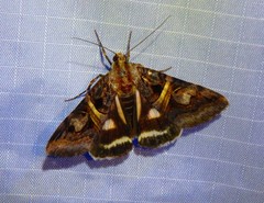 Drasteria grandirena