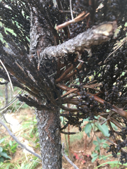 Arceuthobium vaginatum