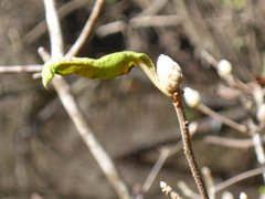 Rhododendron canescens