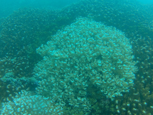 Coral coliflor