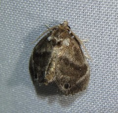 Packardia elegans