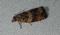 Celypha