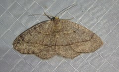 Lambdina pellucidaria