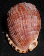 Cypraecassis testiculus