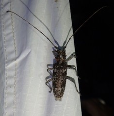 Monochamus titillator