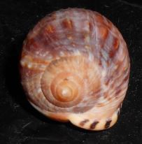 Cypraecassis testiculus