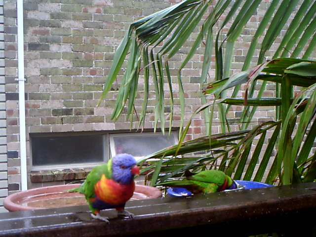 Coconut Lorikeet