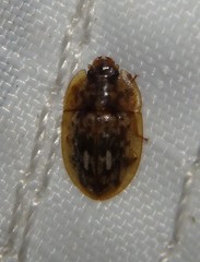 Lobiopa insularis
