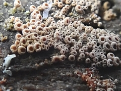 Merismodes anomala