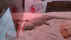 Pogona