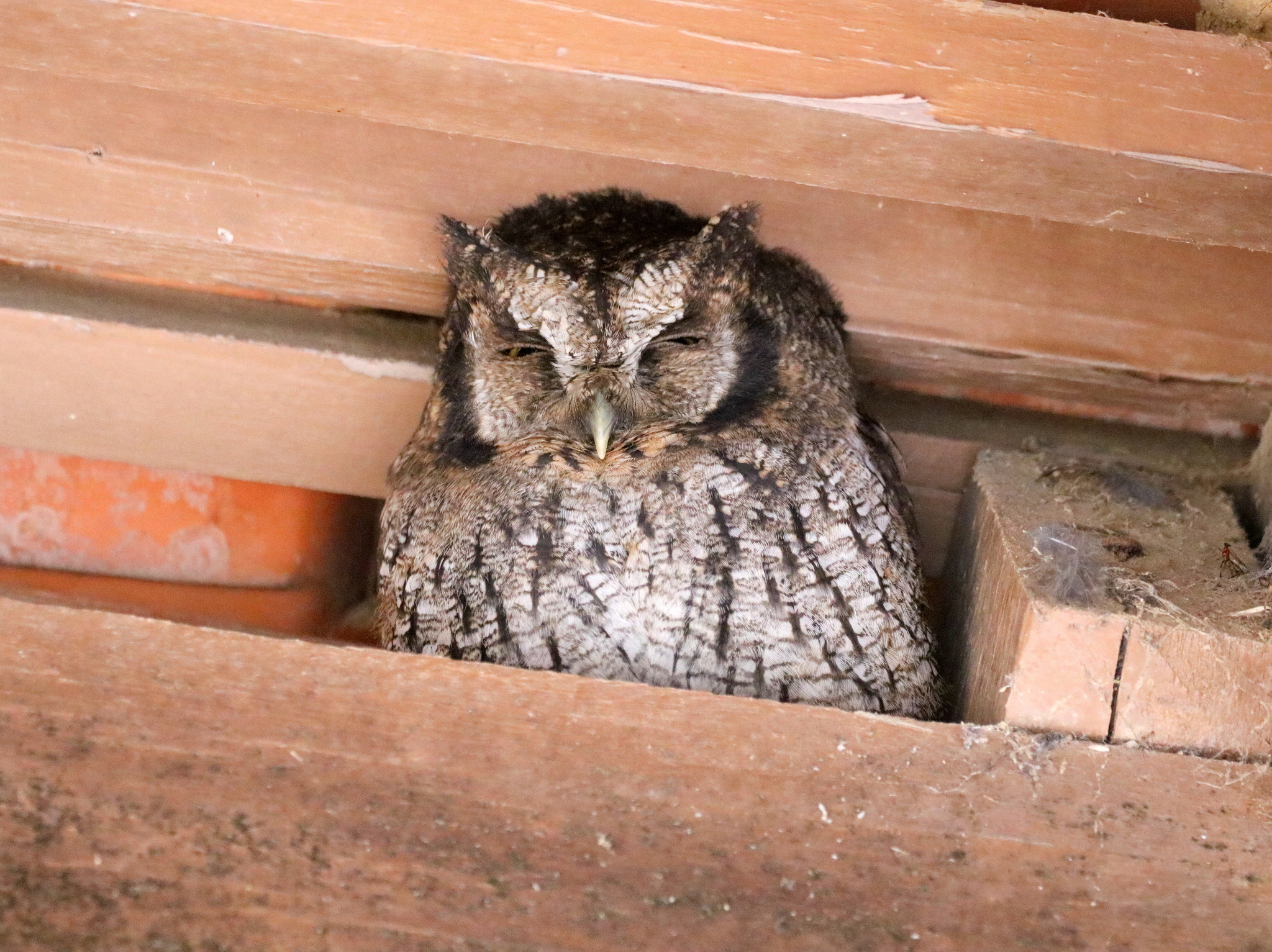 Black-capped Screech Owl (Megascops atricapilla), photo 3