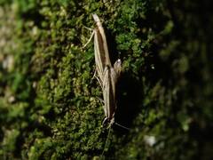 Erechthias stilbella