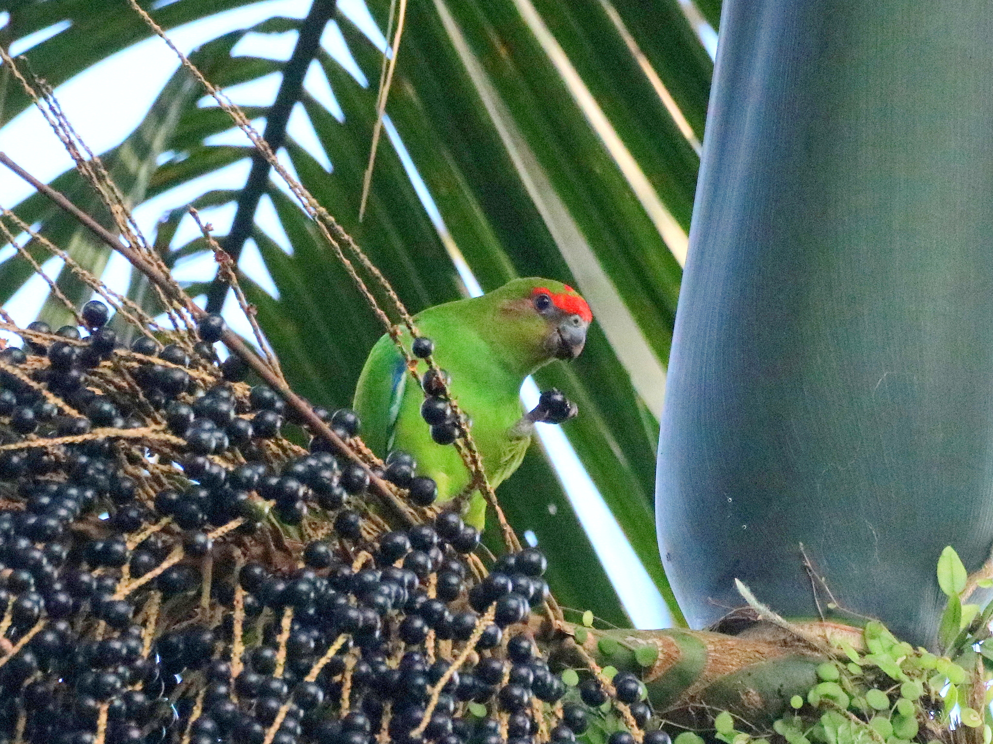 Pileated Parrot (Pionopsitta pileata), photo 7
