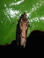 Cryptaspasma querula