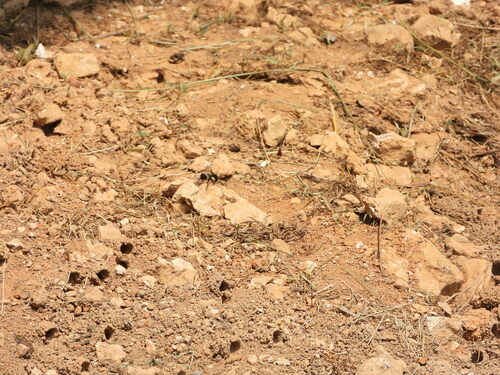 Abrupt Digger Bee photo 3