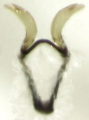 Clematostigma maculiceps