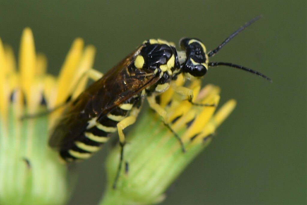 Rhogogaster lateraria