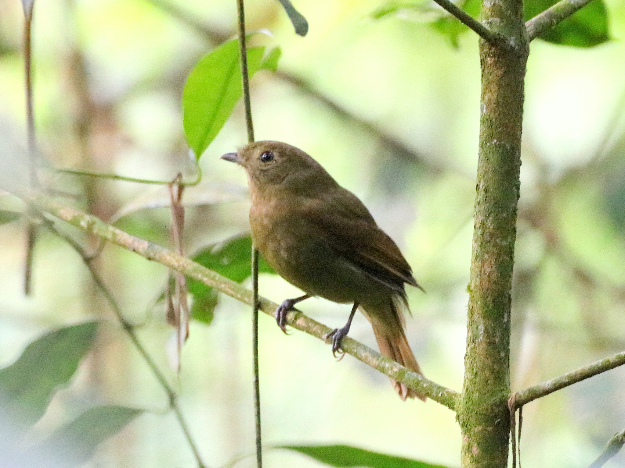 Greenish Schiffornis (Schiffornis virescens)