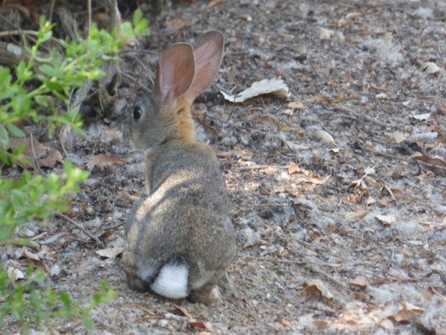 iNaturalist observation photo of Brush Rabbit