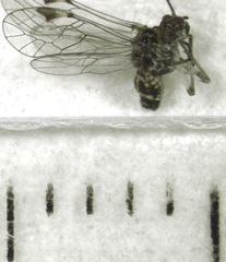 Clematostigma maculiceps