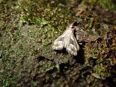 Glaucocharis interrupta