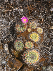Mammillaria deherdtiana dodsonii