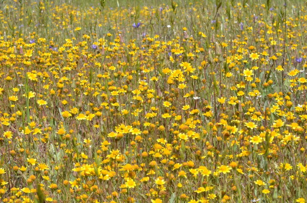 California Goldfields (wildflowers Of Bouverie Preserve Of Acr 