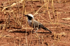 Eurocephalus ruppelli