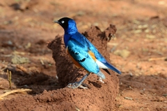Superb Starling photo 4