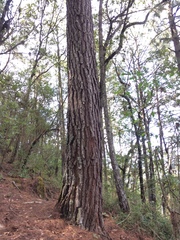 Pinus pseudostrobus apulcensis