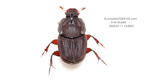 Liatongus phanaeoides