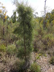 Hakea carinata