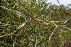 Hakea carinata
