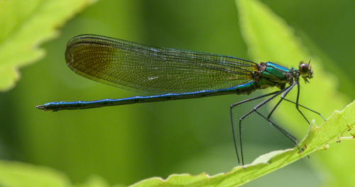 Calopteryx amata Hagen, 1889