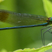 Calopteryx amata - Photo (c) allenbryan, algunos derechos reservados (CC BY-NC)