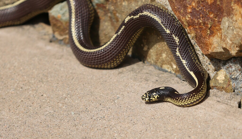 Are Any Pet Stores Open Today