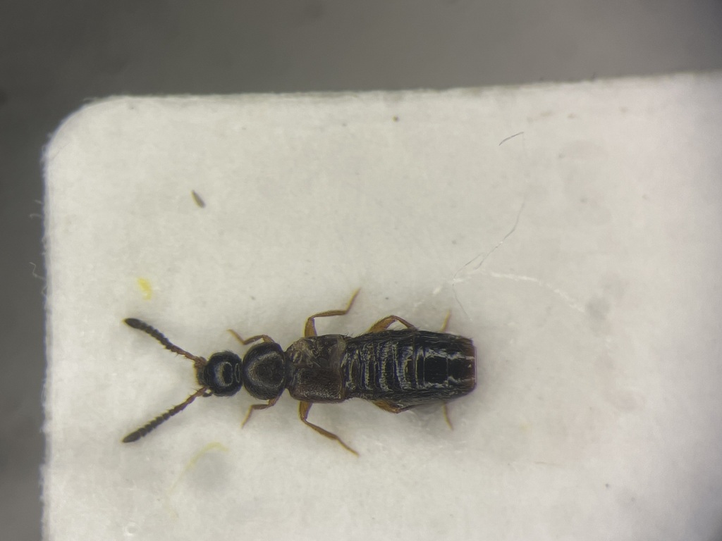 Distended Minute Rove Beetle
