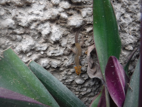 Yellow-headed Gecko, Jeremie, Haiti, photo 6 of 10