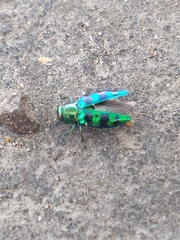 Chrysobothris frontiscalla