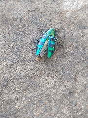 Chrysobothris frontiscalla