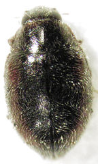 Scymnus blackburni