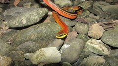 Erythrolamprus melanotus