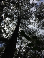 Pinus pseudostrobus apulcensis