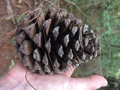 Pinus pseudostrobus apulcensis