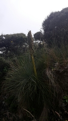 Aciphylla squarrosa squarrosa