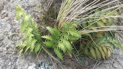Asplenium appendiculatum maritimum