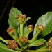 Baccharis platypoda - Photo (c) Joey Santore, some rights reserved (CC BY-NC), uploaded by Joey Santore